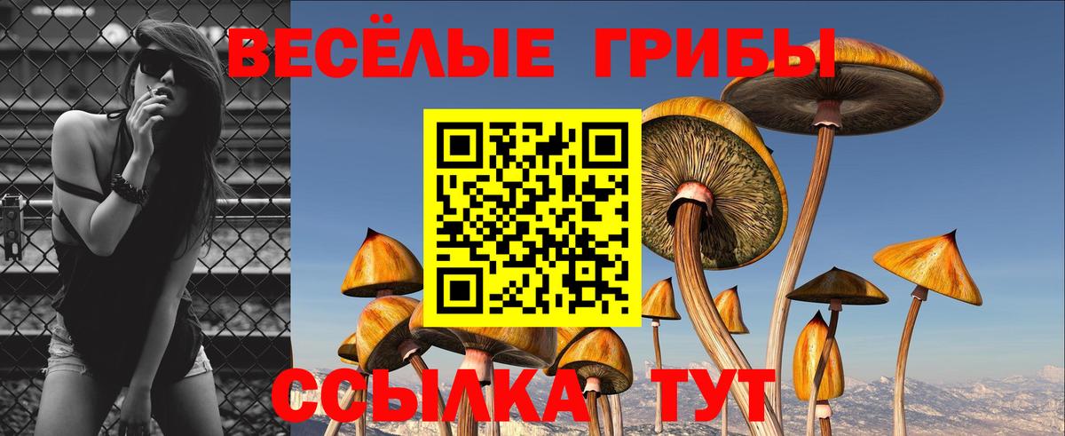 Псилоцибиновые грибы Psilocybe Тольятти